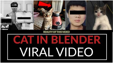 cat in blender video twitter|Animal abuse videos go viral on Twitter, raising concerns